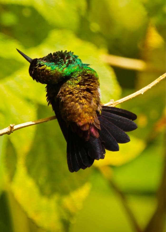Copper rumped hummingbird