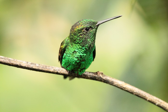 Copper rumped hummingbird