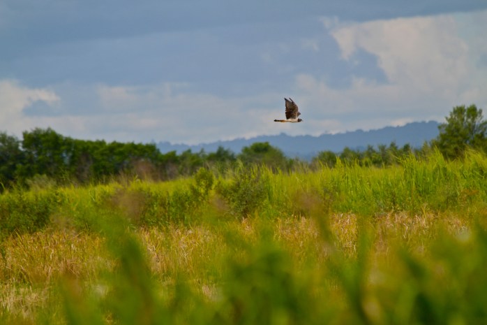 Long winged Harrier