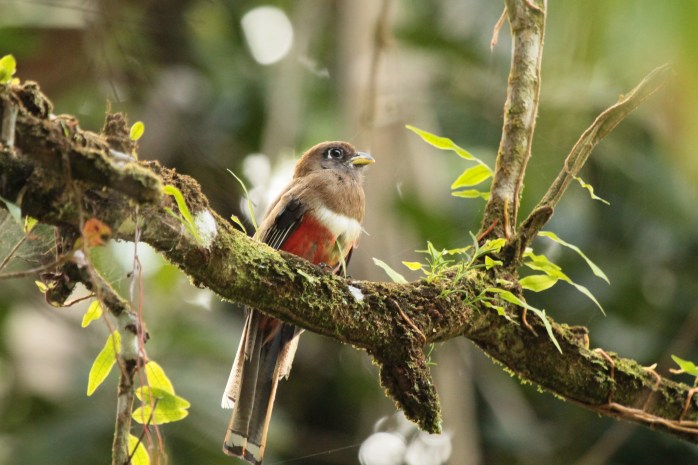 White collared trogon