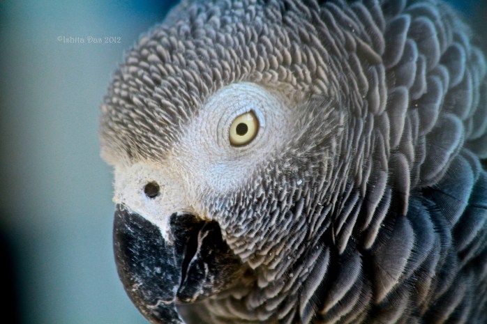 African grey parrot