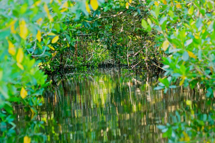 Mangrove tunnel - oil painting
