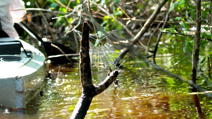 Cobwebs and kayaks. Singular
