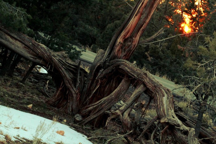 Split tree and sunset