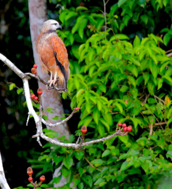 Black hawk-3- watermarked