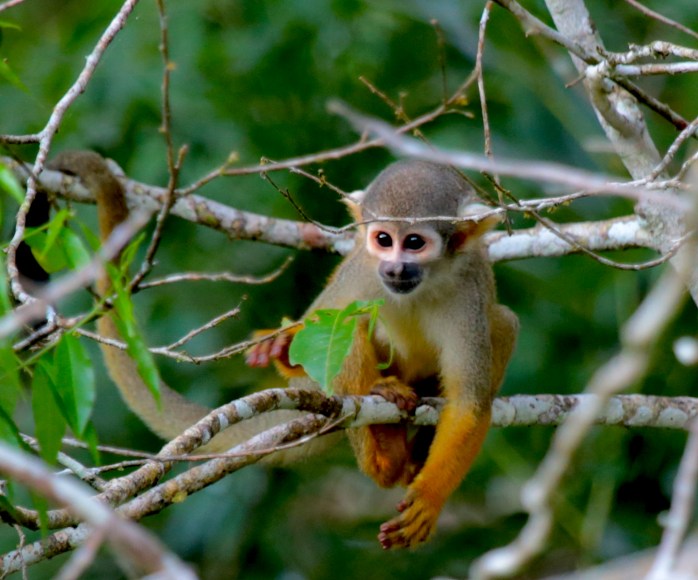 Common squirrel monkey-1