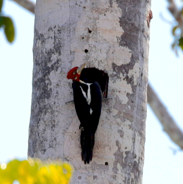 Crimson crested woodpecker