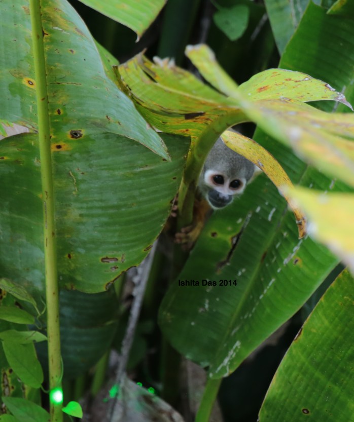 Laser and monkey- watermarked