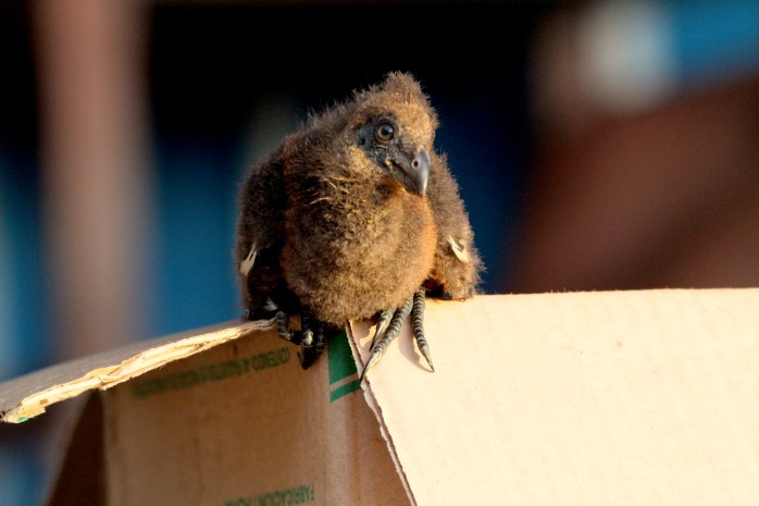 Hoatzin chick- watermarked