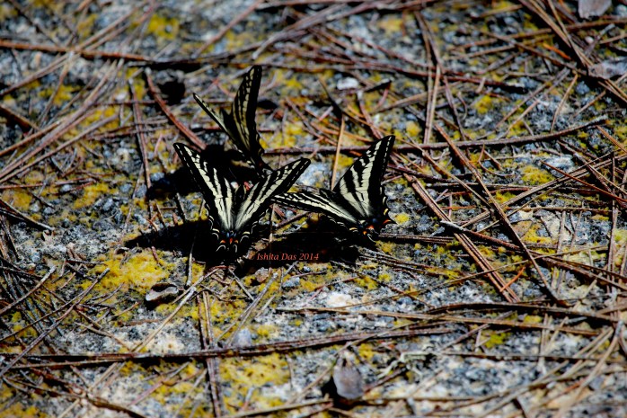 Yellow swallowtail- watermarked