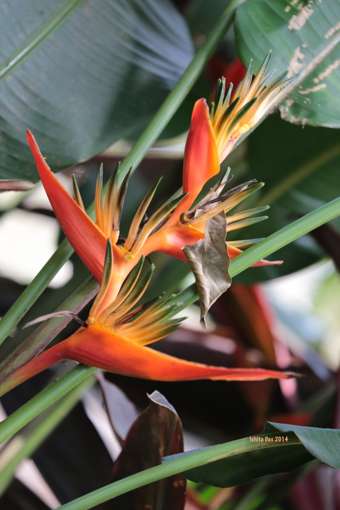 Heliconia-2