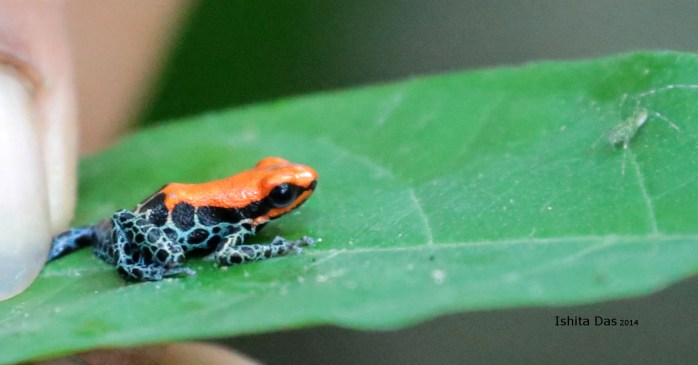 One of the poison dart family frogs ( they don't use this particular one to make the poison)