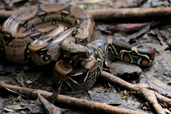 The red tailed boa ( my dark prince)