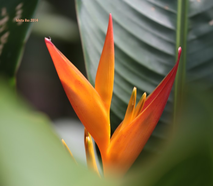 A garden we visited: as kids grow up in the city, their connection to the jungle and nature faces the challenges that all city children face. Even though, they are much closer to the biggest rainforest in the world. This garden is inside a school that is teaching children about conservation and pride in a heritage very rare, and unique
