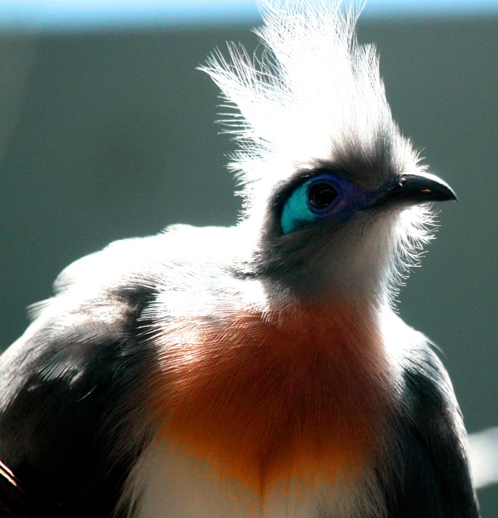 Crested coua 1