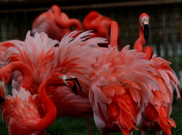 Flamingos in fight
