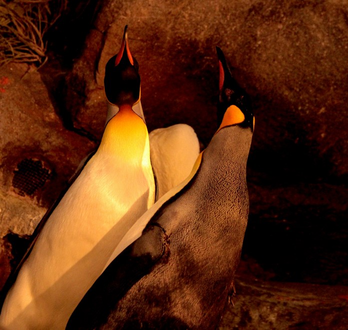 Emperor penguin songs