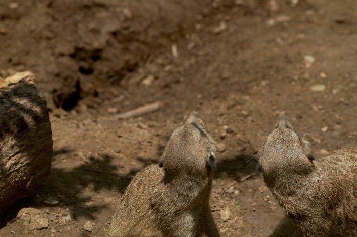meerkats looking up