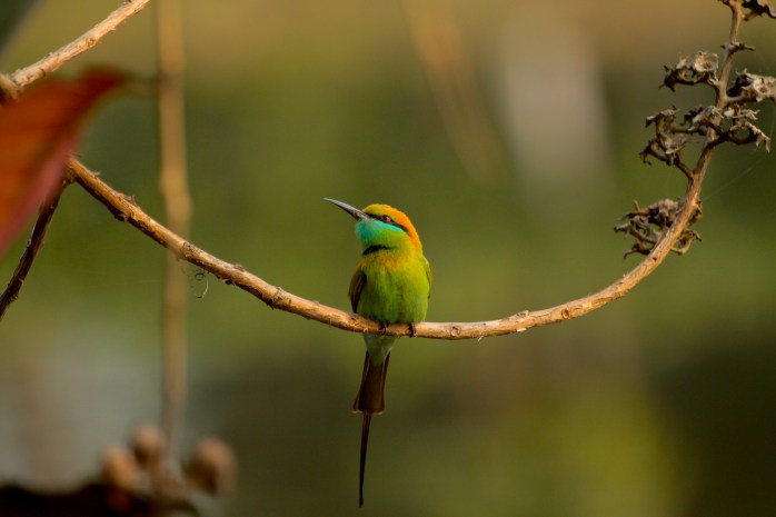 small bee eater - very good