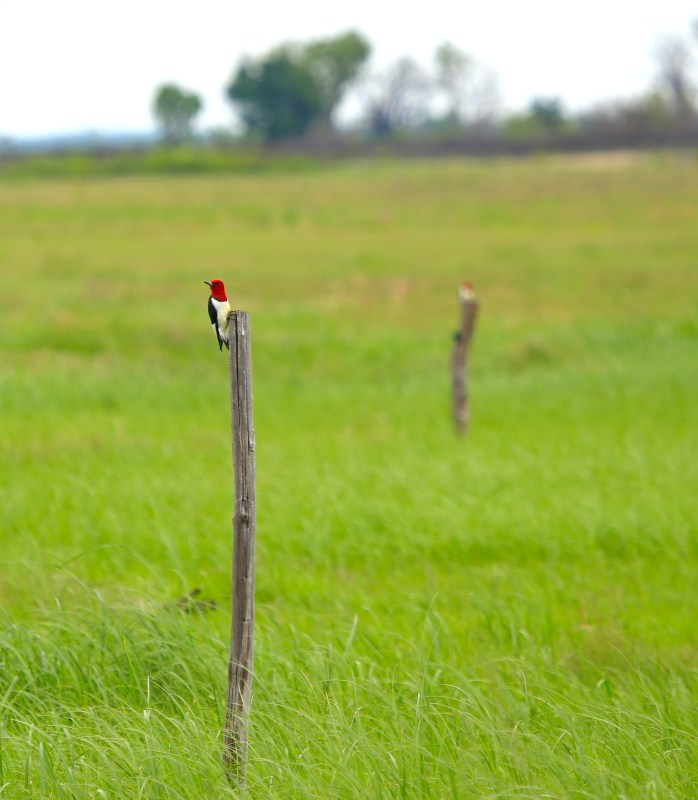 Wooden poles for us!!