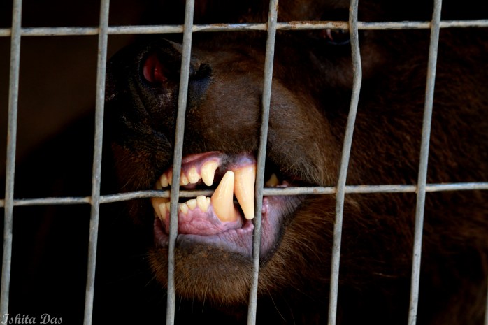 boundaries-1-grizzly