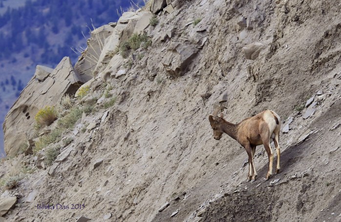 Contemplating bighorn-wm