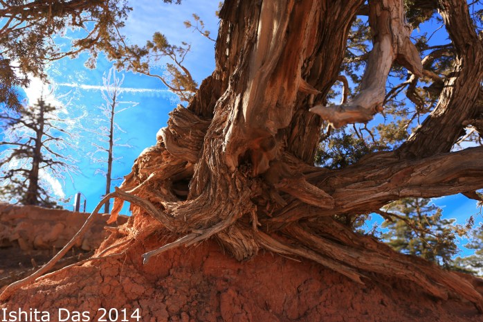 Wind worn and world-wise, I will rise again