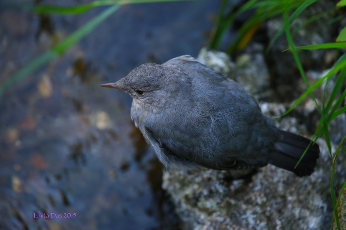 American dipper