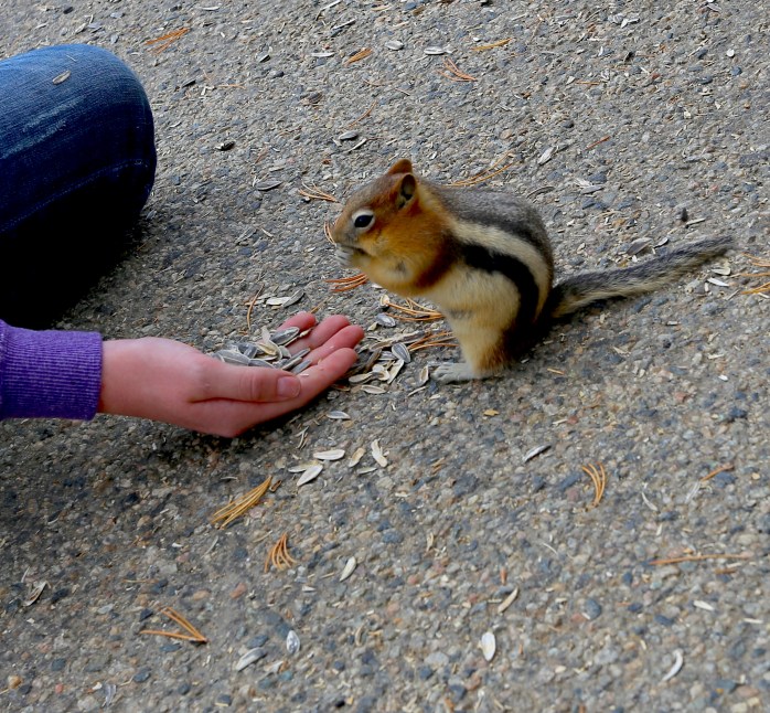 Ground squirrel