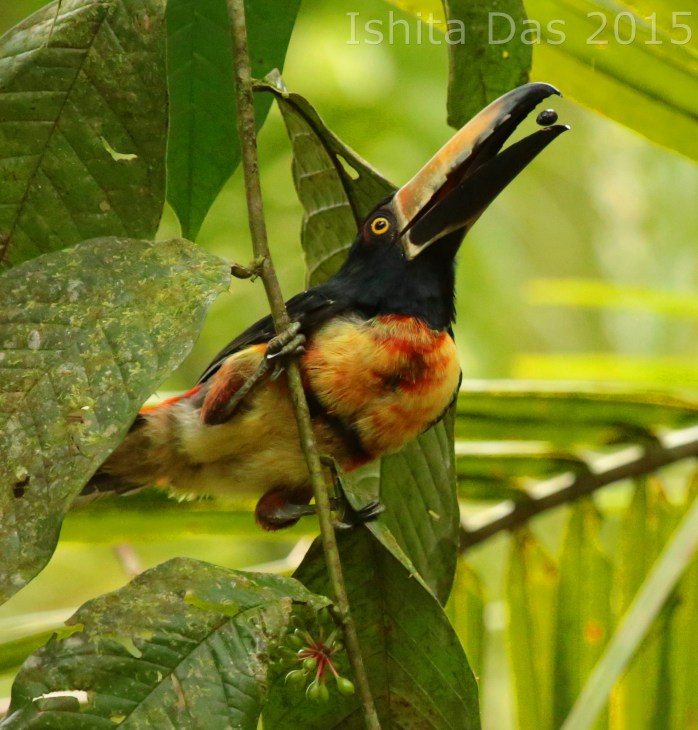 Aracari and berry-wm