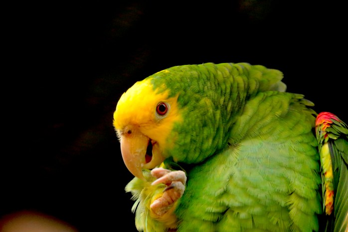 yellow headed parrot-endgandered