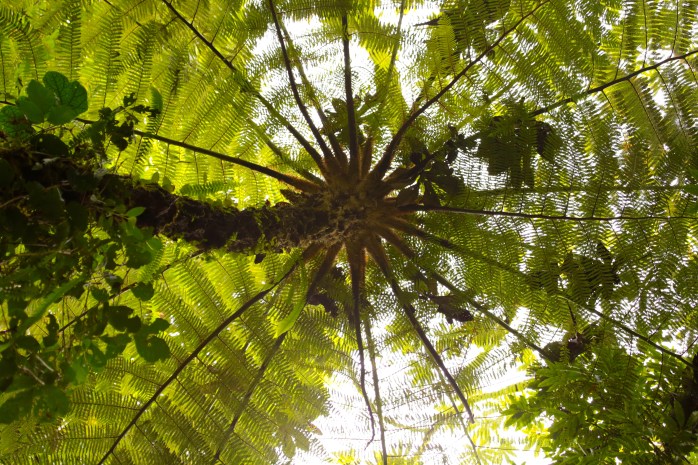 Monteverde fern tree