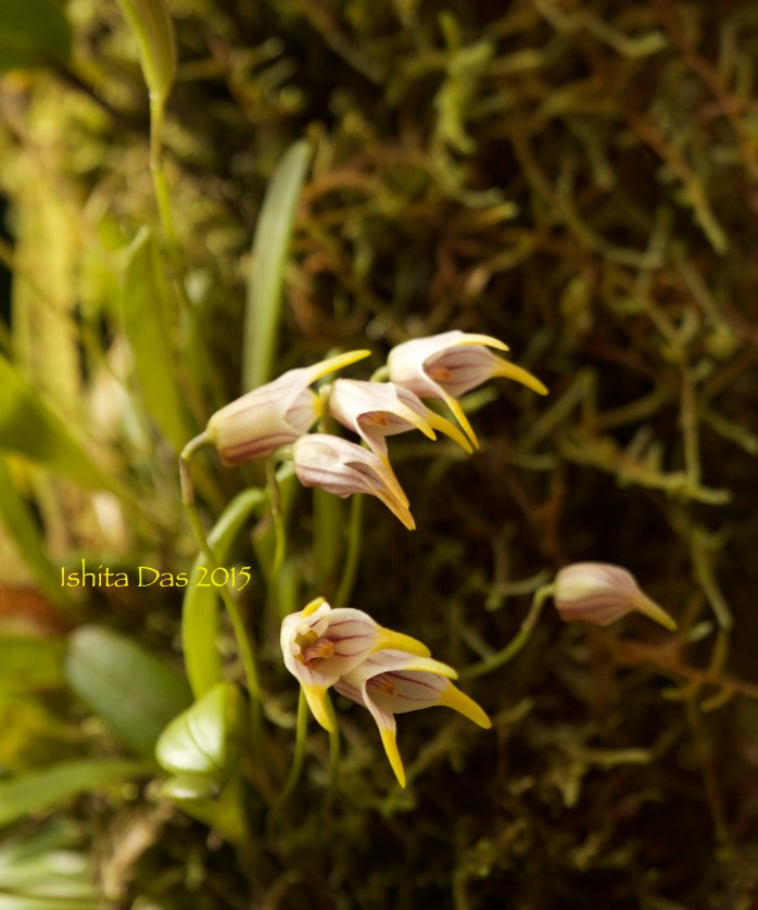 Monteverde orchids-wm