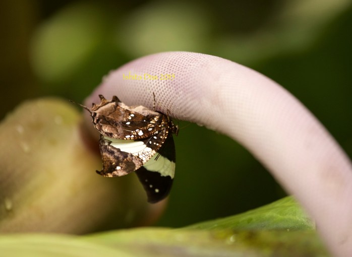 butterfly-black and white-good