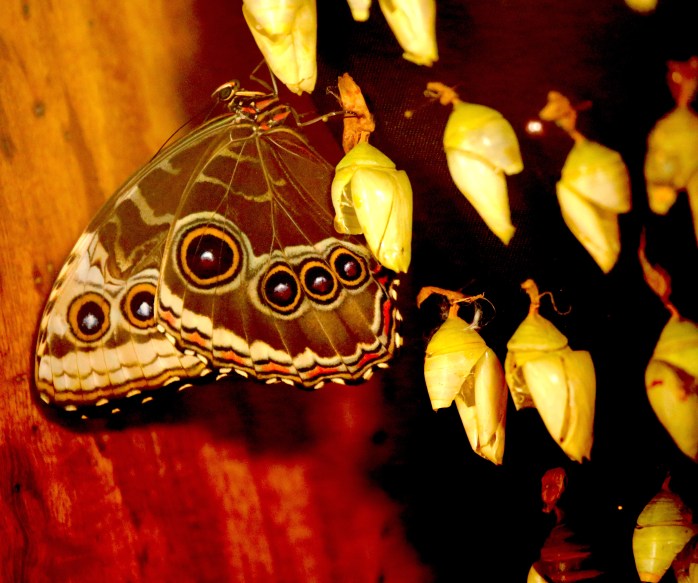 butterfly cocoons
