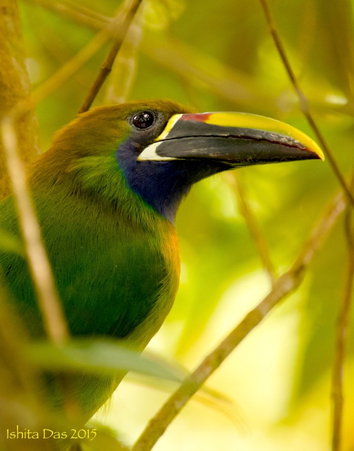 Emerald toucanette -wm