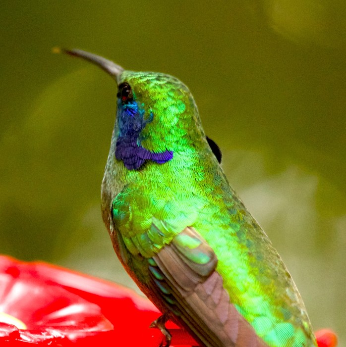 green violetear