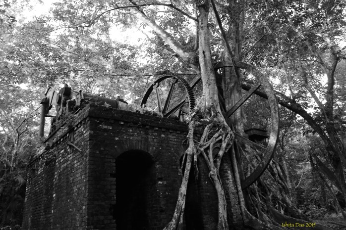 oblique angle tree and sugar mill-wm
