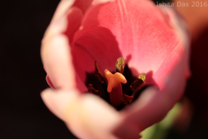 pink and purple-wm-1