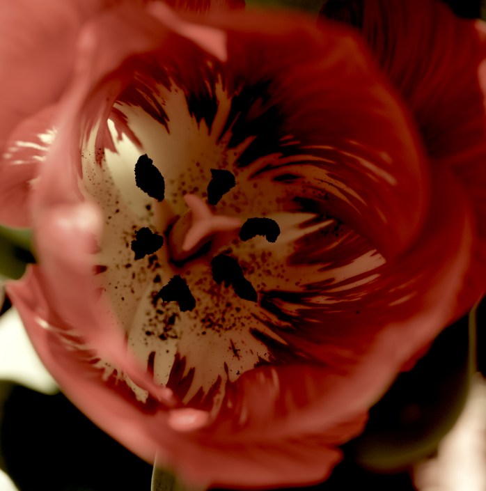 red and yellow tulips