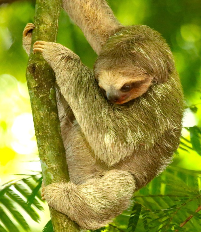 see the toes of three toed sloth