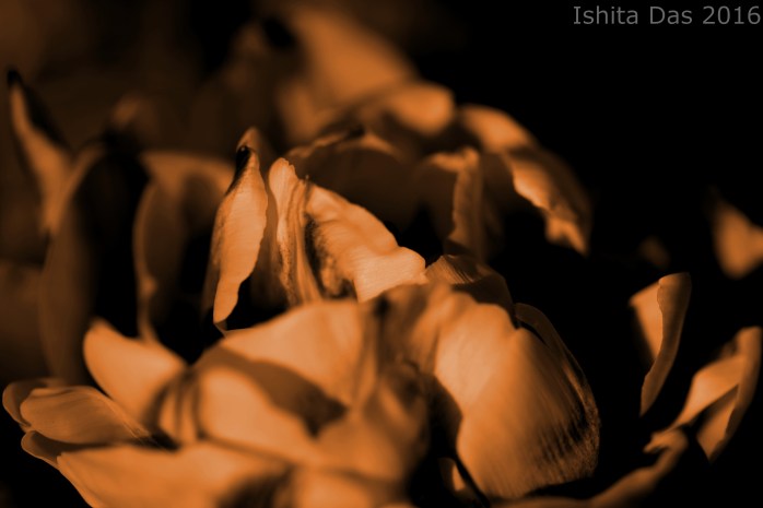 sepia tulip-wm-1