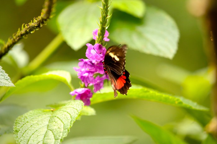 swallowtail hovering