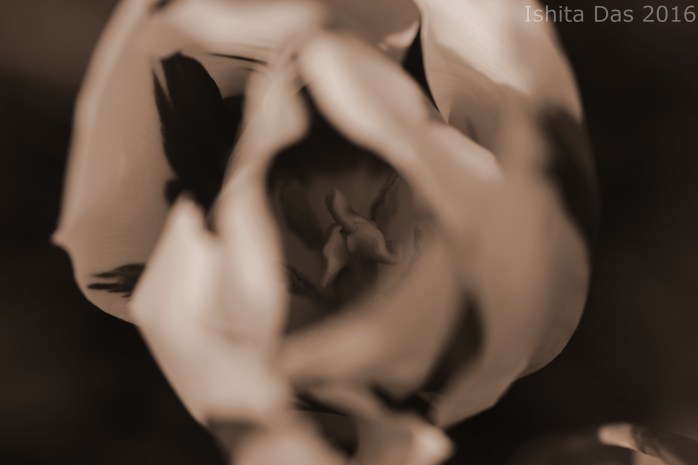 white and red -in sepia-wm1