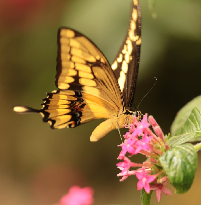 yellow swallowtail