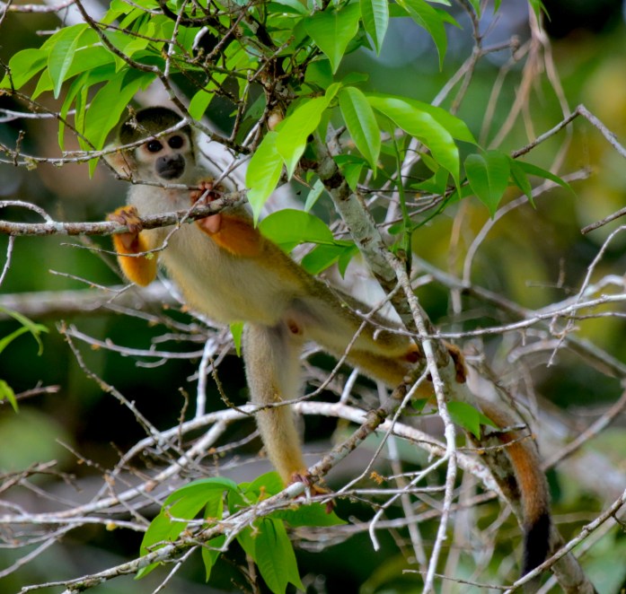 bolivian-squirrel-monkey-1