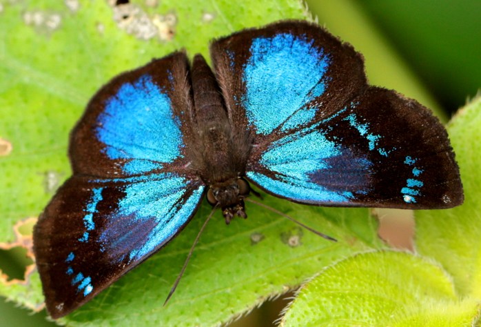blue-butterfly-unknown