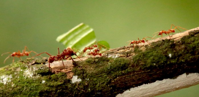 leaf-cutter-ant-soldier-good