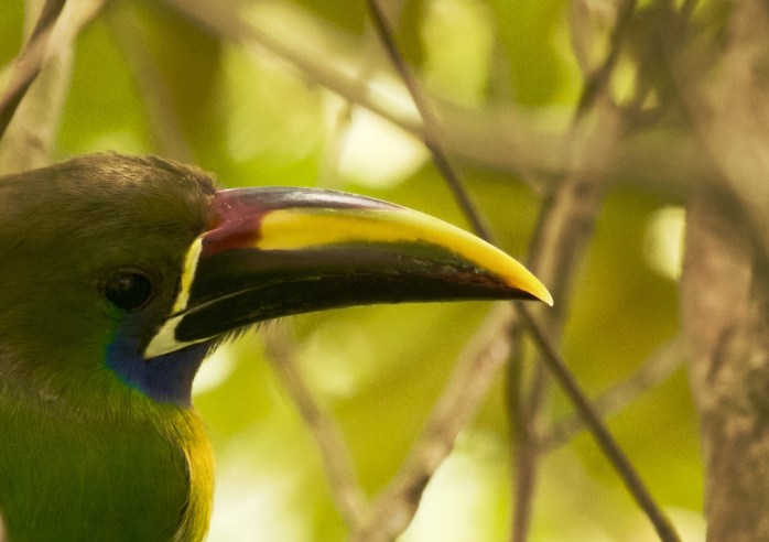emerald toucanet bill-good