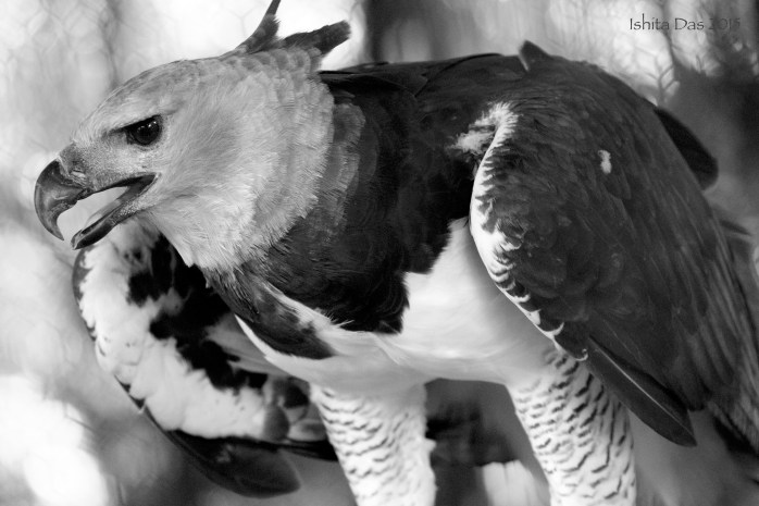 harpy eagle-2-wm (1)